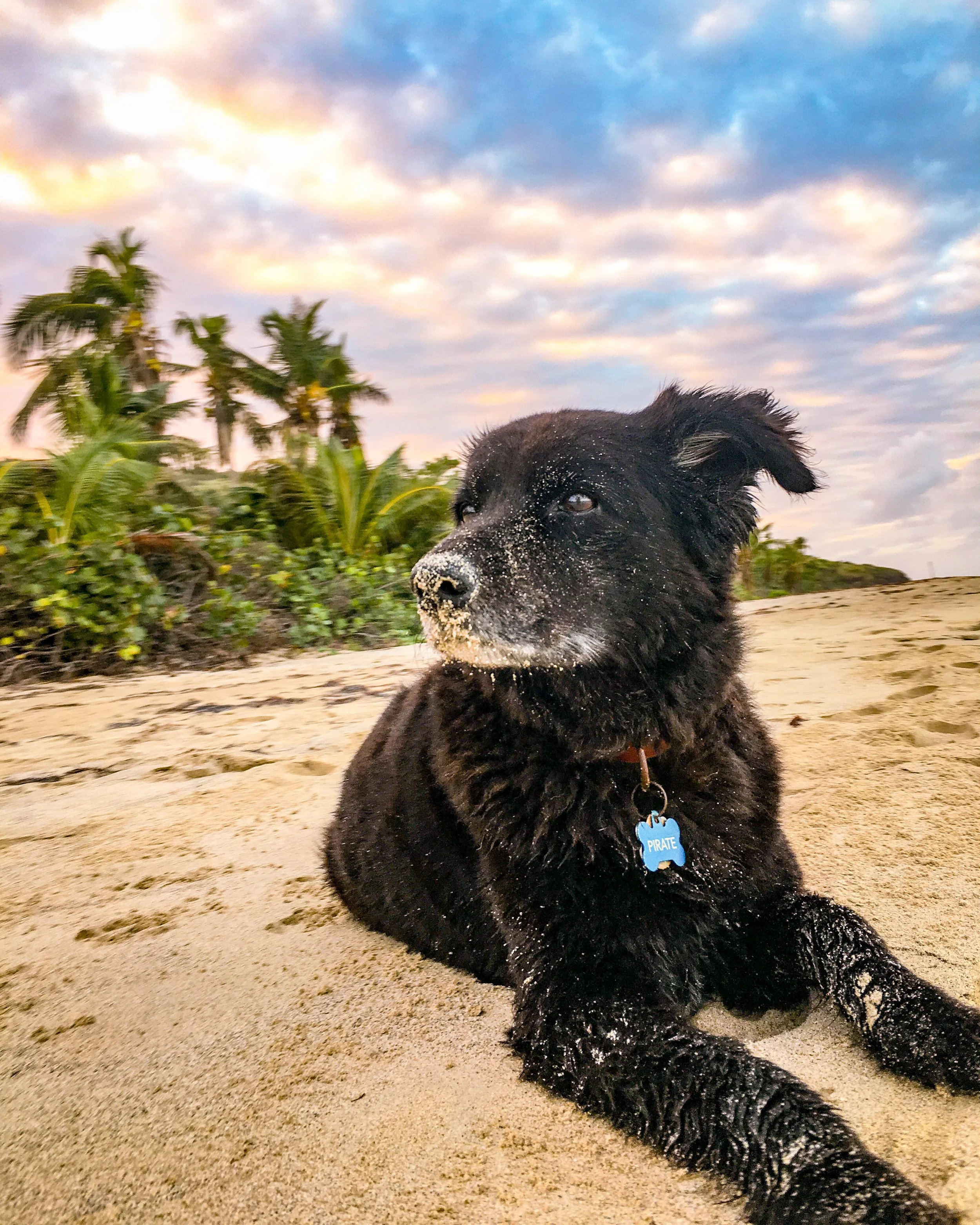 Dogs love Culebra