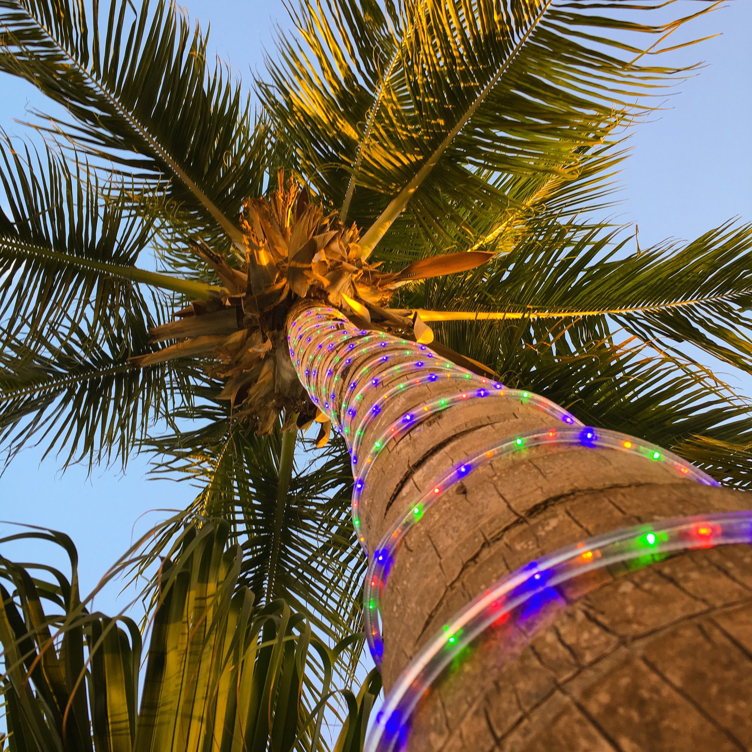 Palm lights