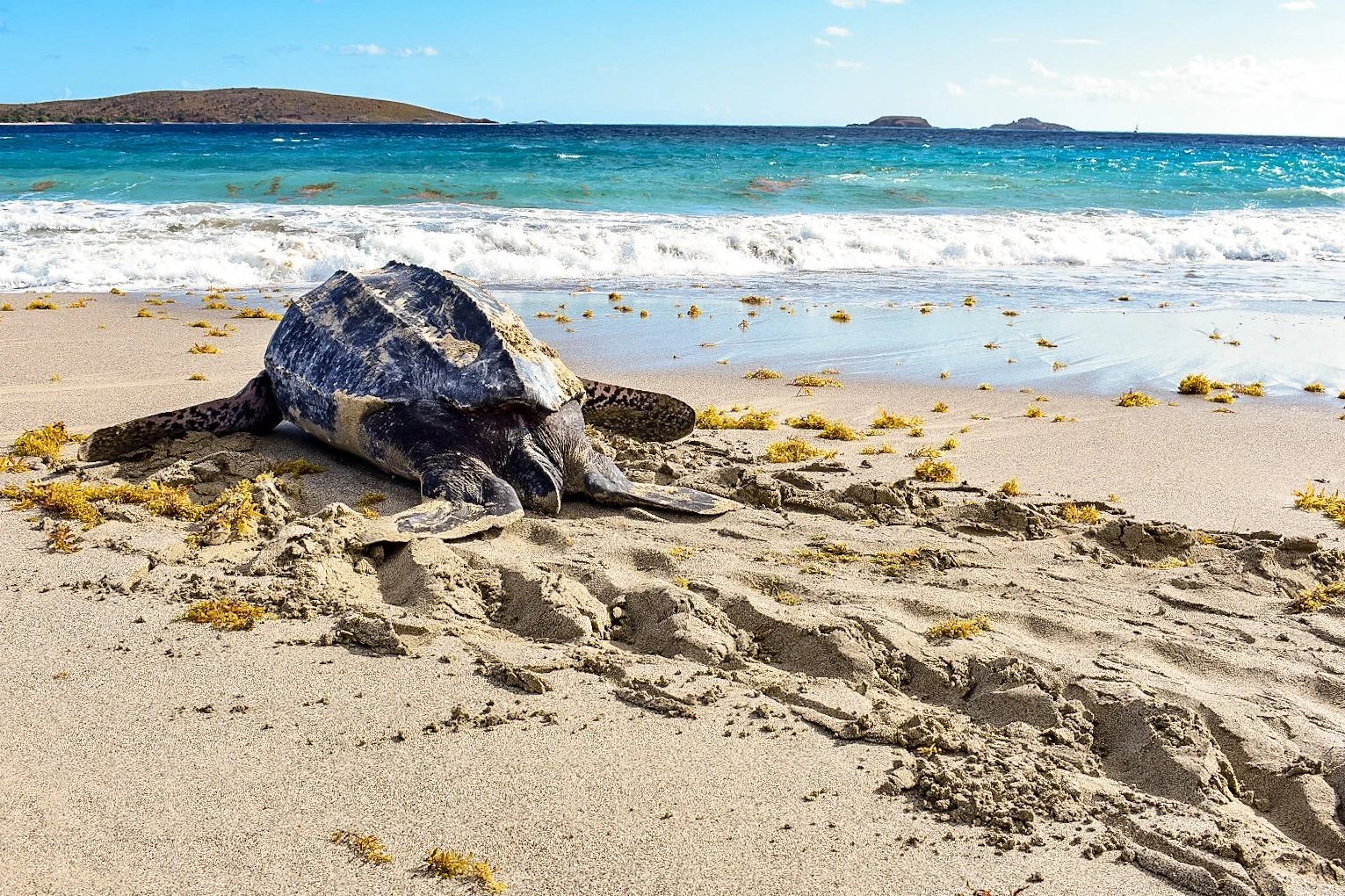 Leatherback sea turtle