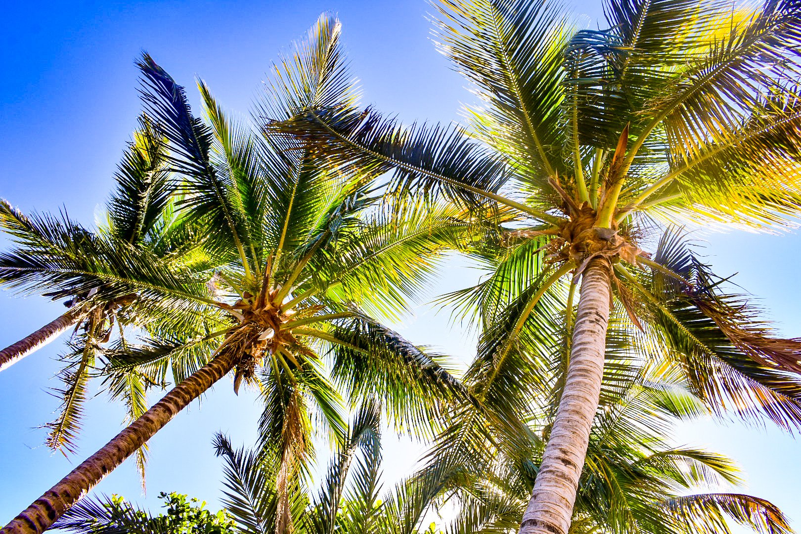 Coconut palms