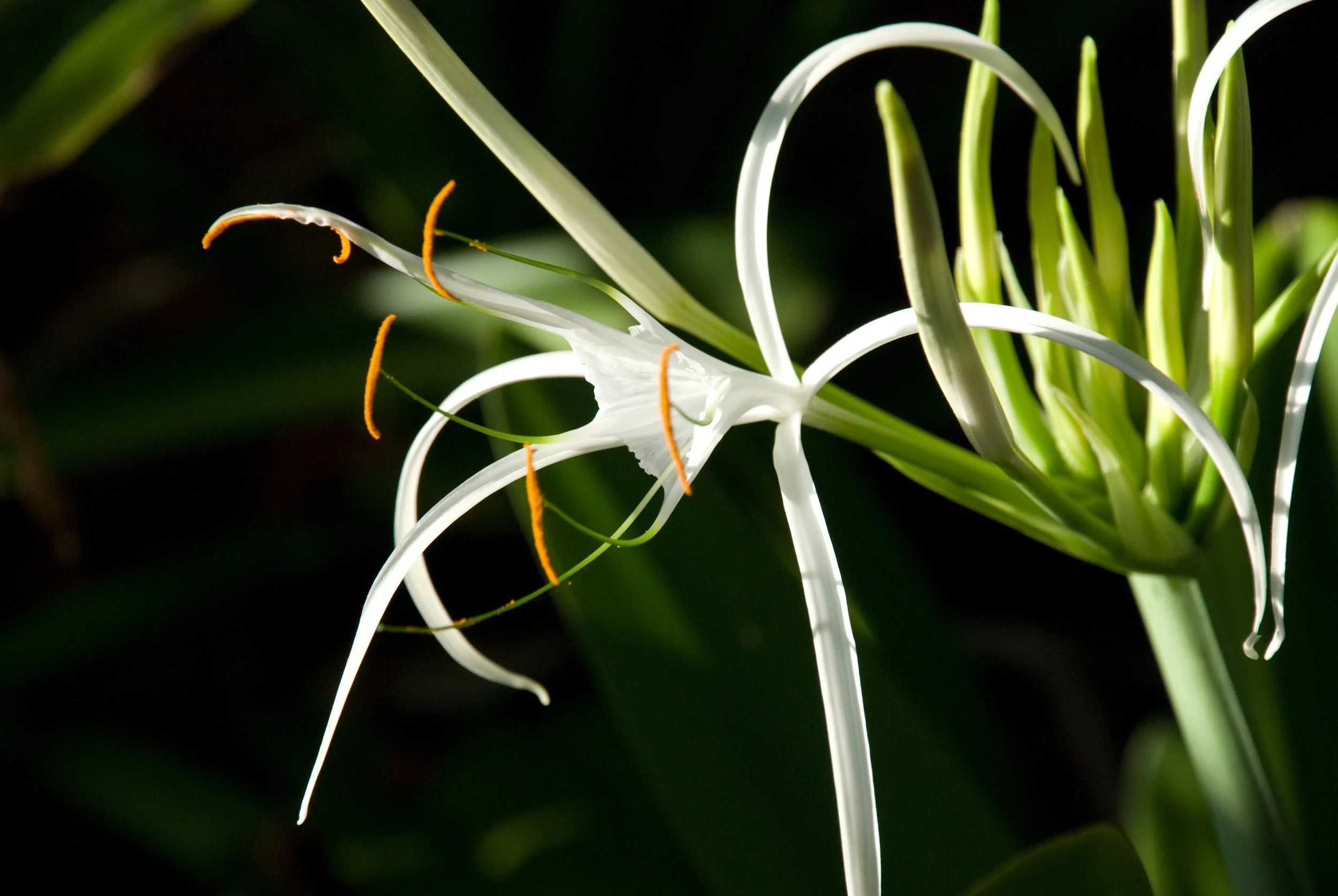 Beach Spider Lily