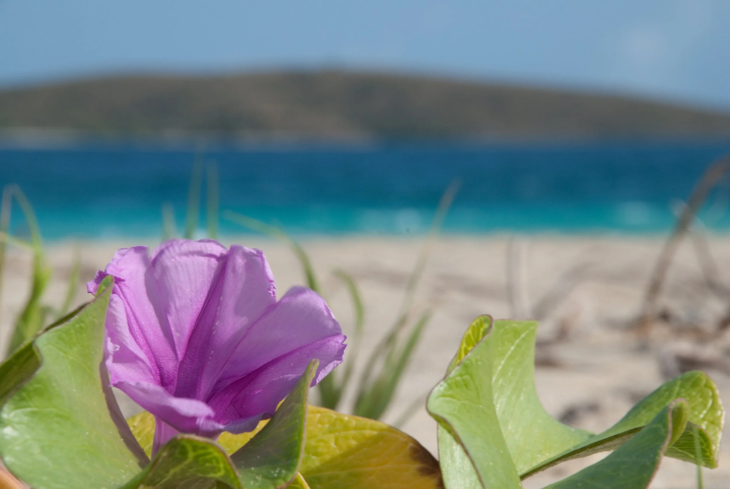 Beach flower on Zoni