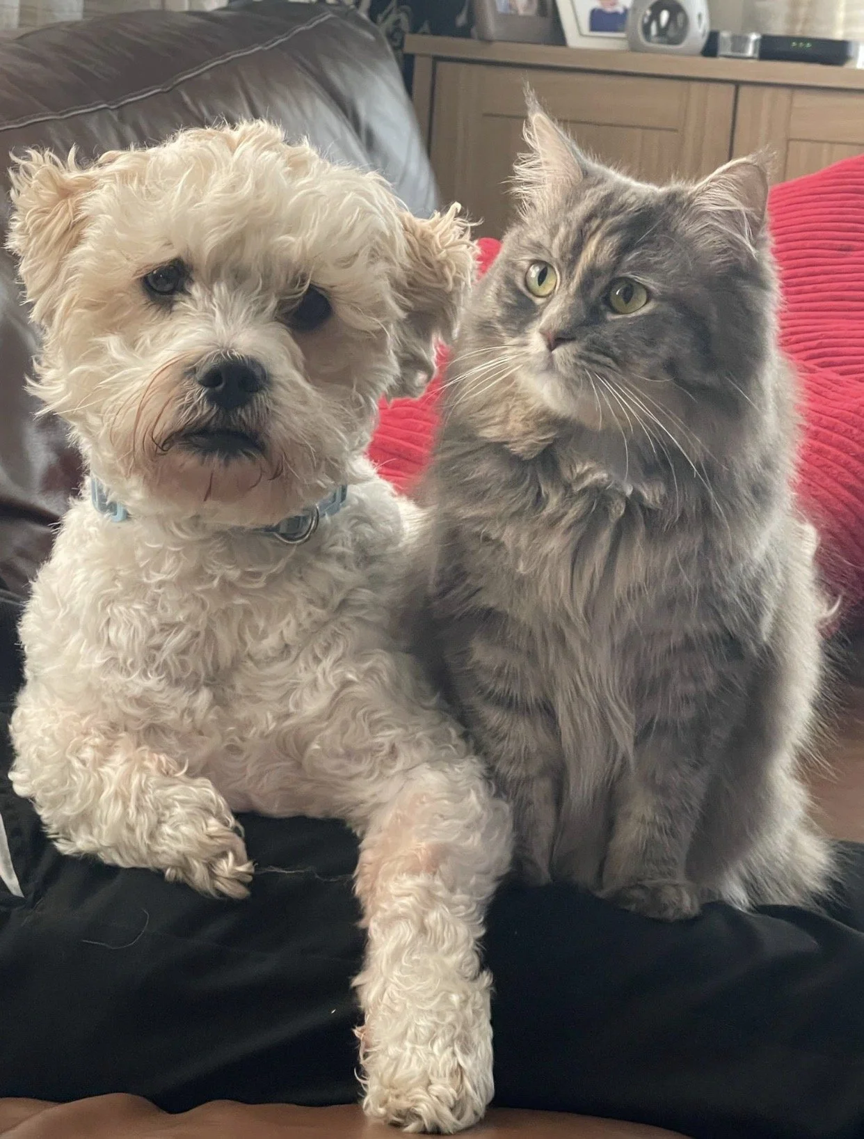 Rufus and Delilah, Shauna and David's beloved family pets.