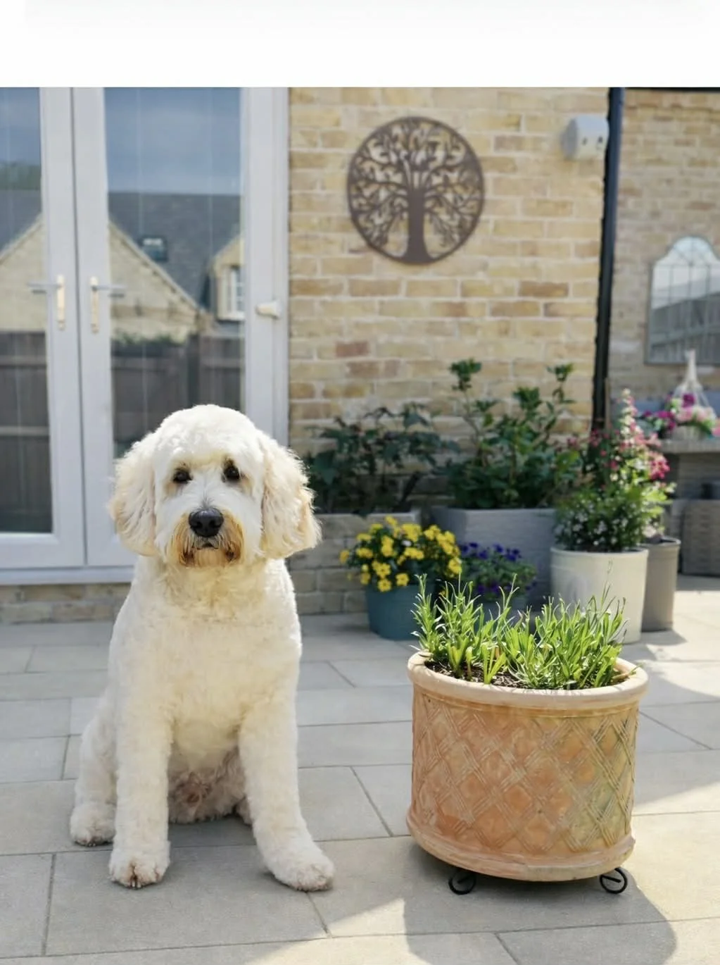 Image courtesy of Patrick McWoofer