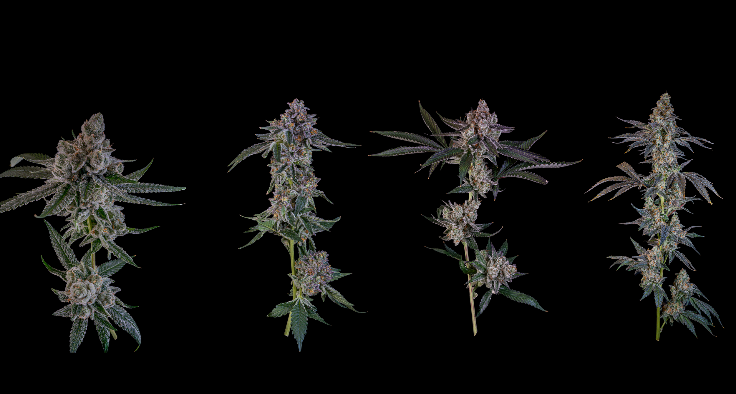 websitebackground copy.png