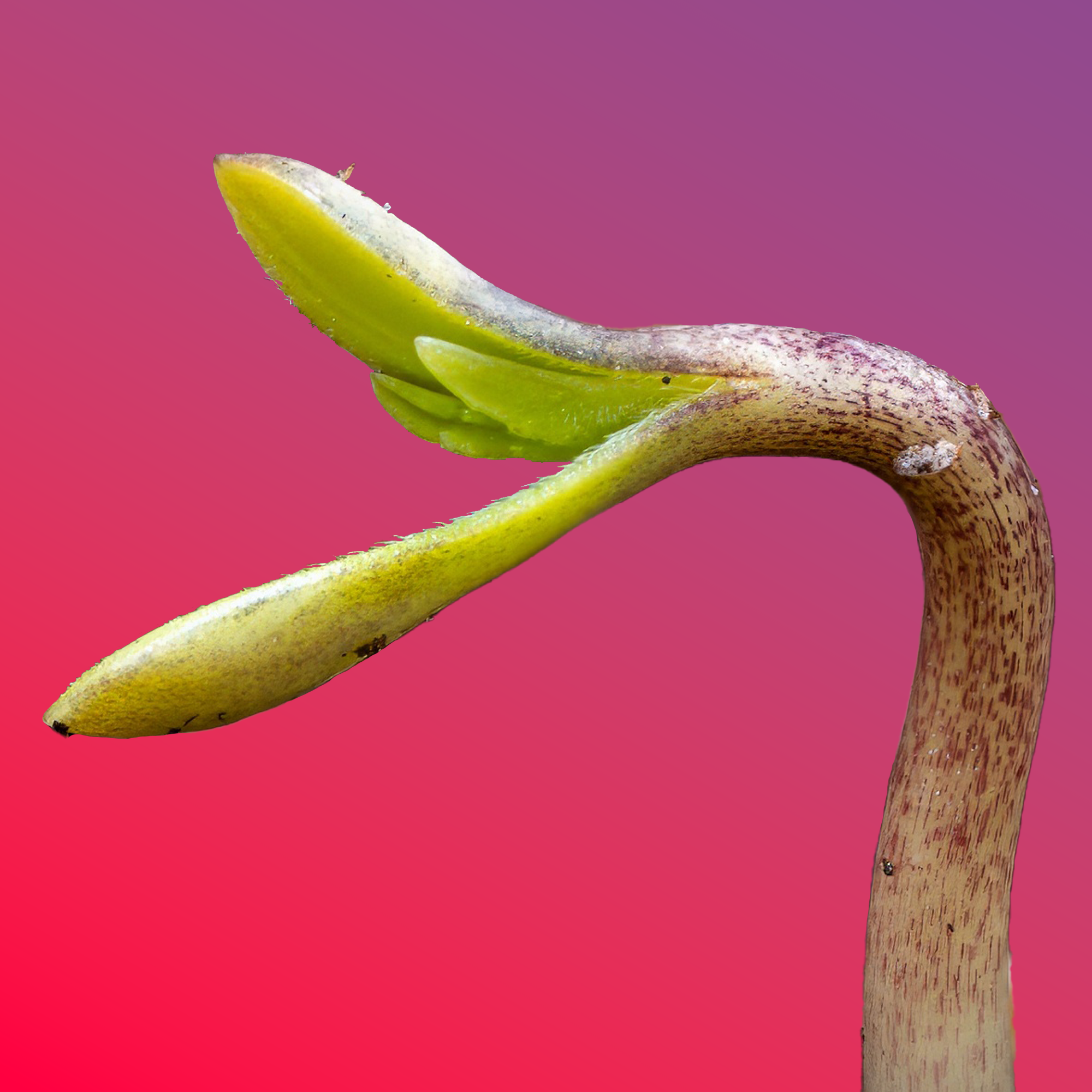 sprout.png