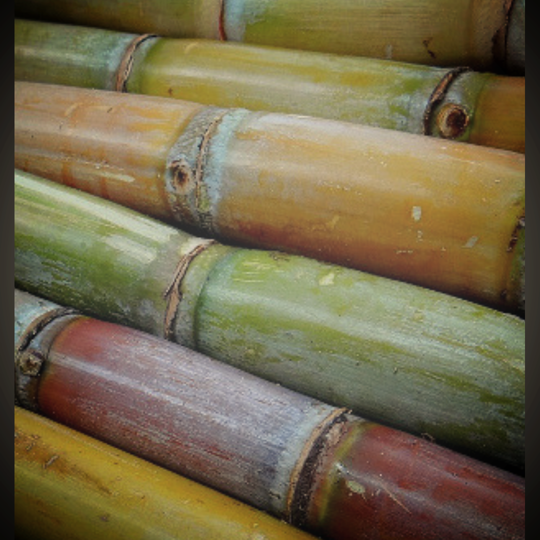sugarcane GIAM spa.png
