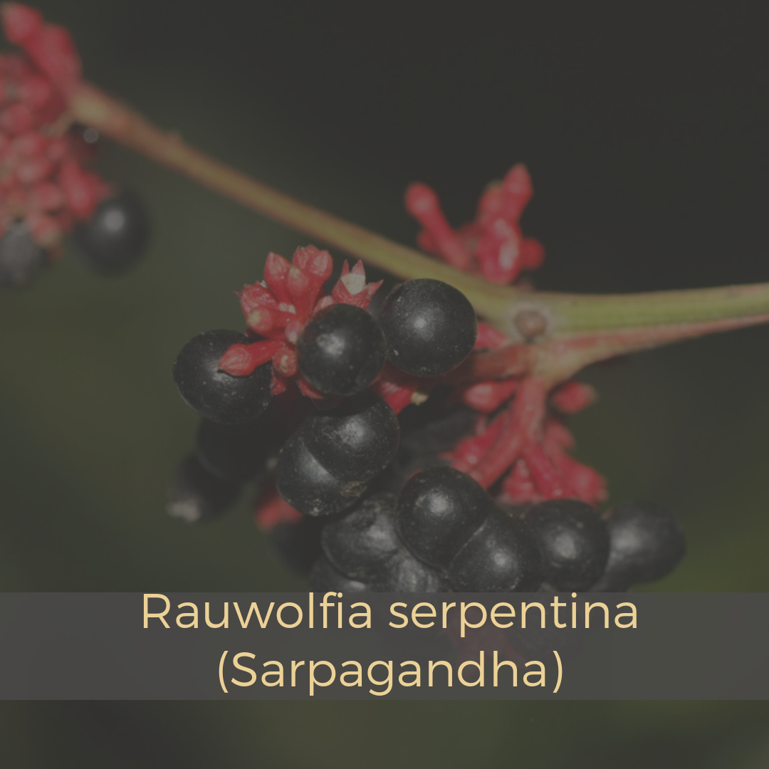Rauwolfia serpentina (Sarpagandha).png