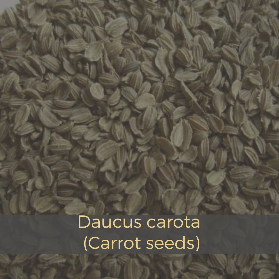 carrot-seeds-2350428.jpeg