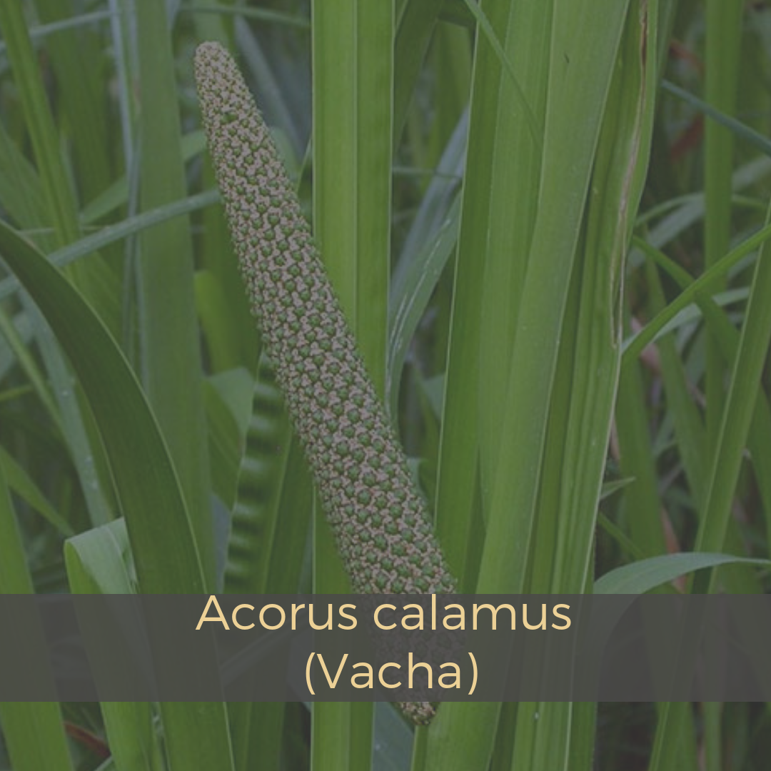 Acorus calamus (Vacha).png