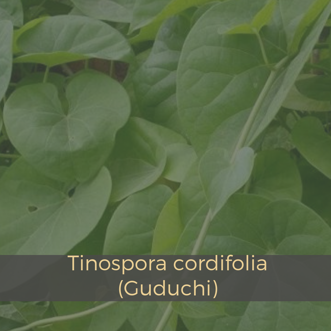 Tinospora cordifolia (Guduchi).png