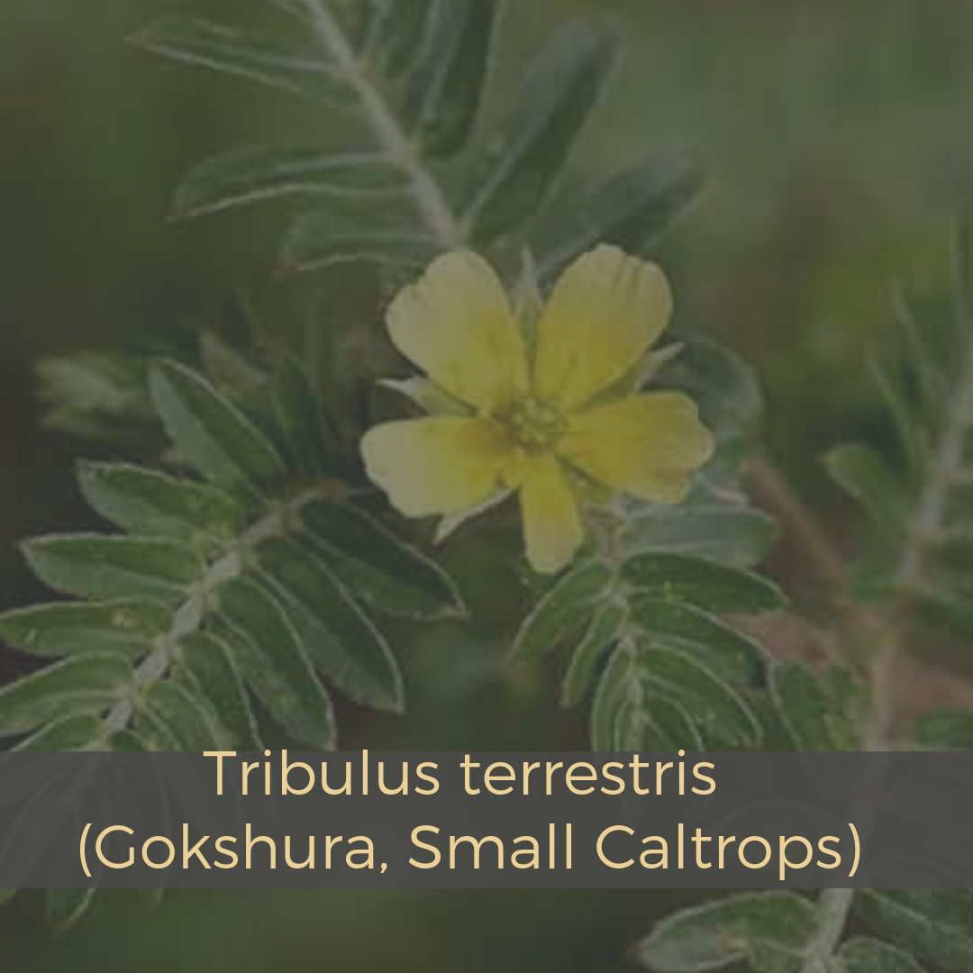 Tribulus terrestris (Gokshura, Small Caltrops) (2).png