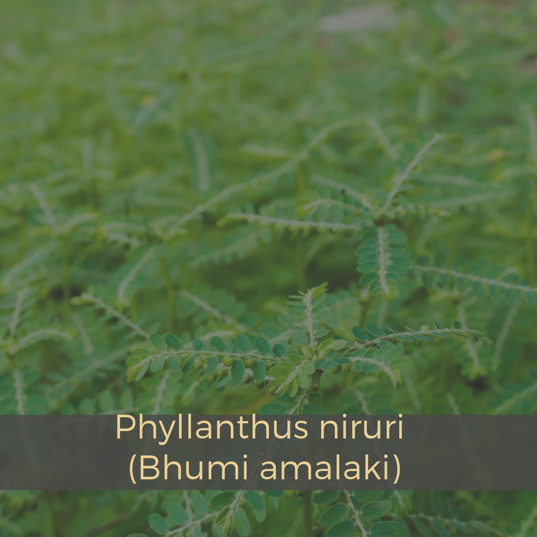 Phyllanthus niruri (Bhumi amalaki).png