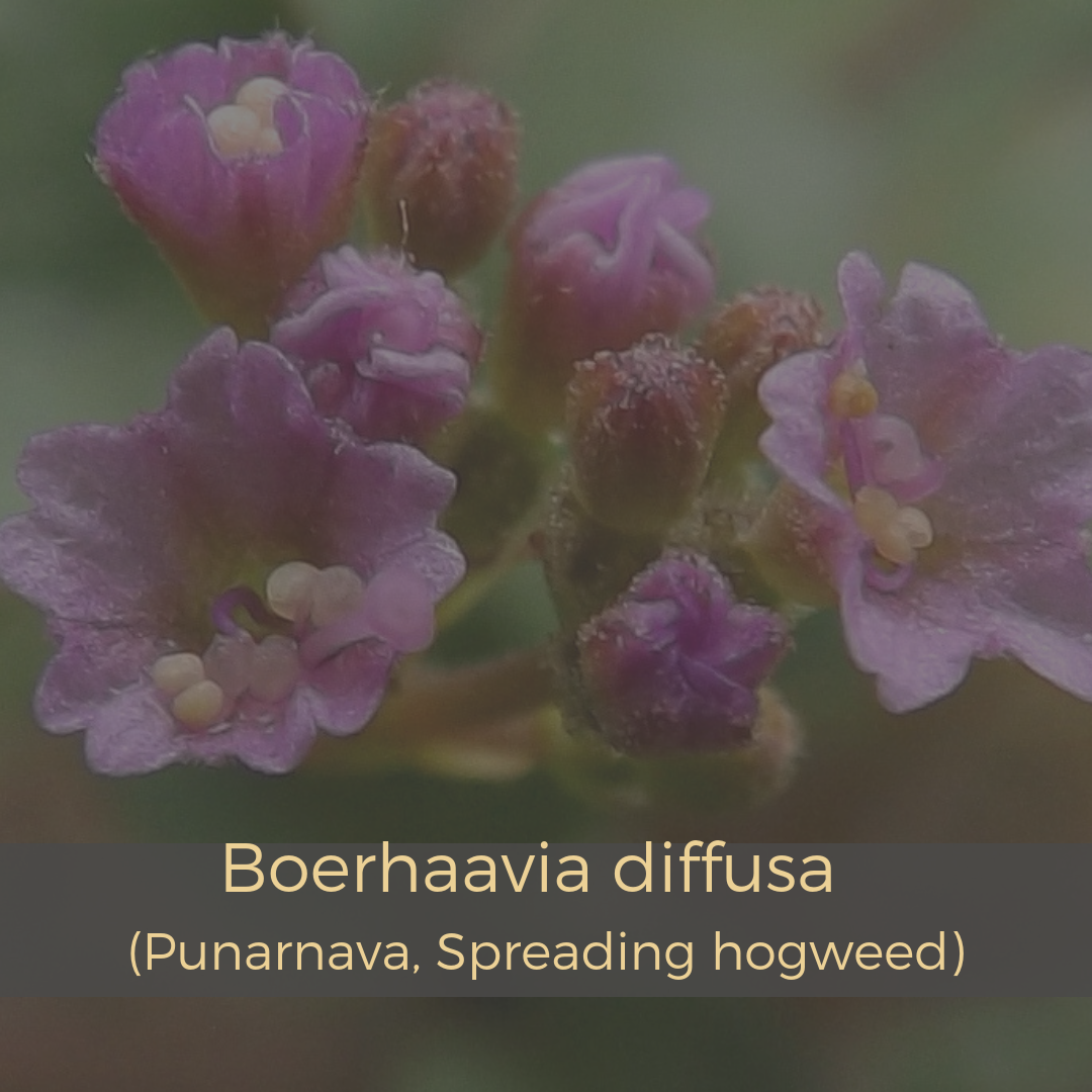 Boerhaavia diffusa (Punarnava, Spreading hogweed).png