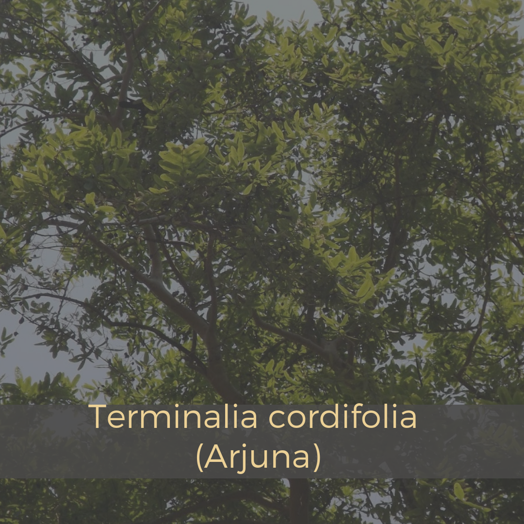 Terminalia cordifolia (Arjuna).png