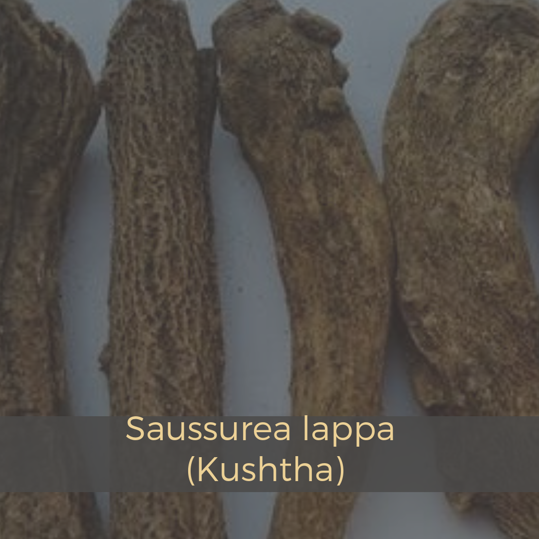 Saussurea lappa (Kushtha).png