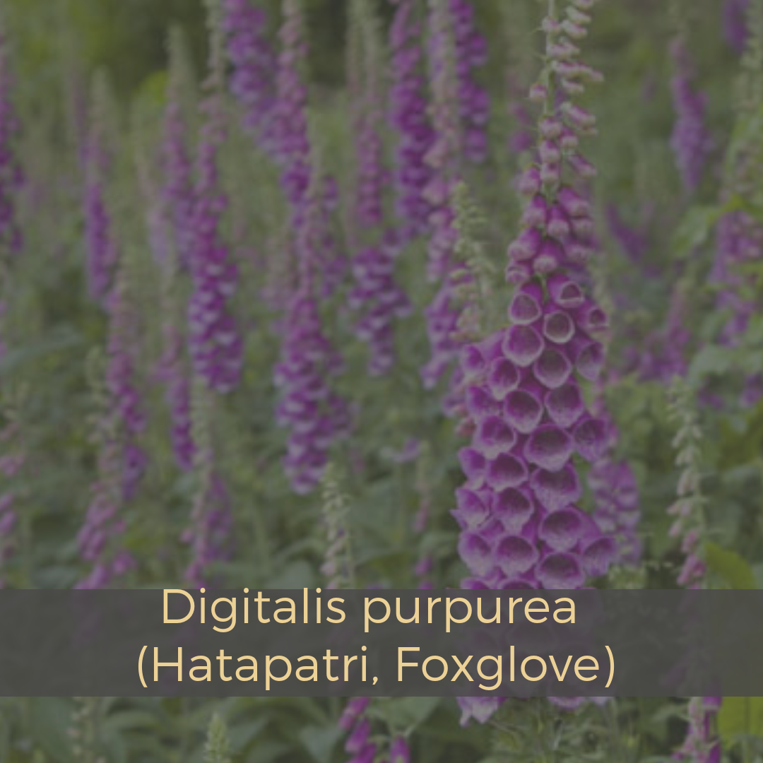Digitalis purpurea (Hatapatri, Foxglove).png