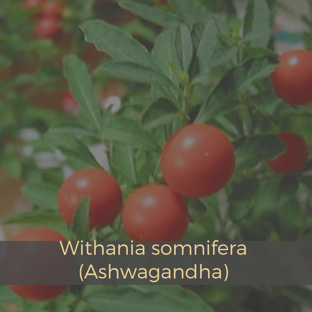 Withania somnifera (Ashwagandha).png