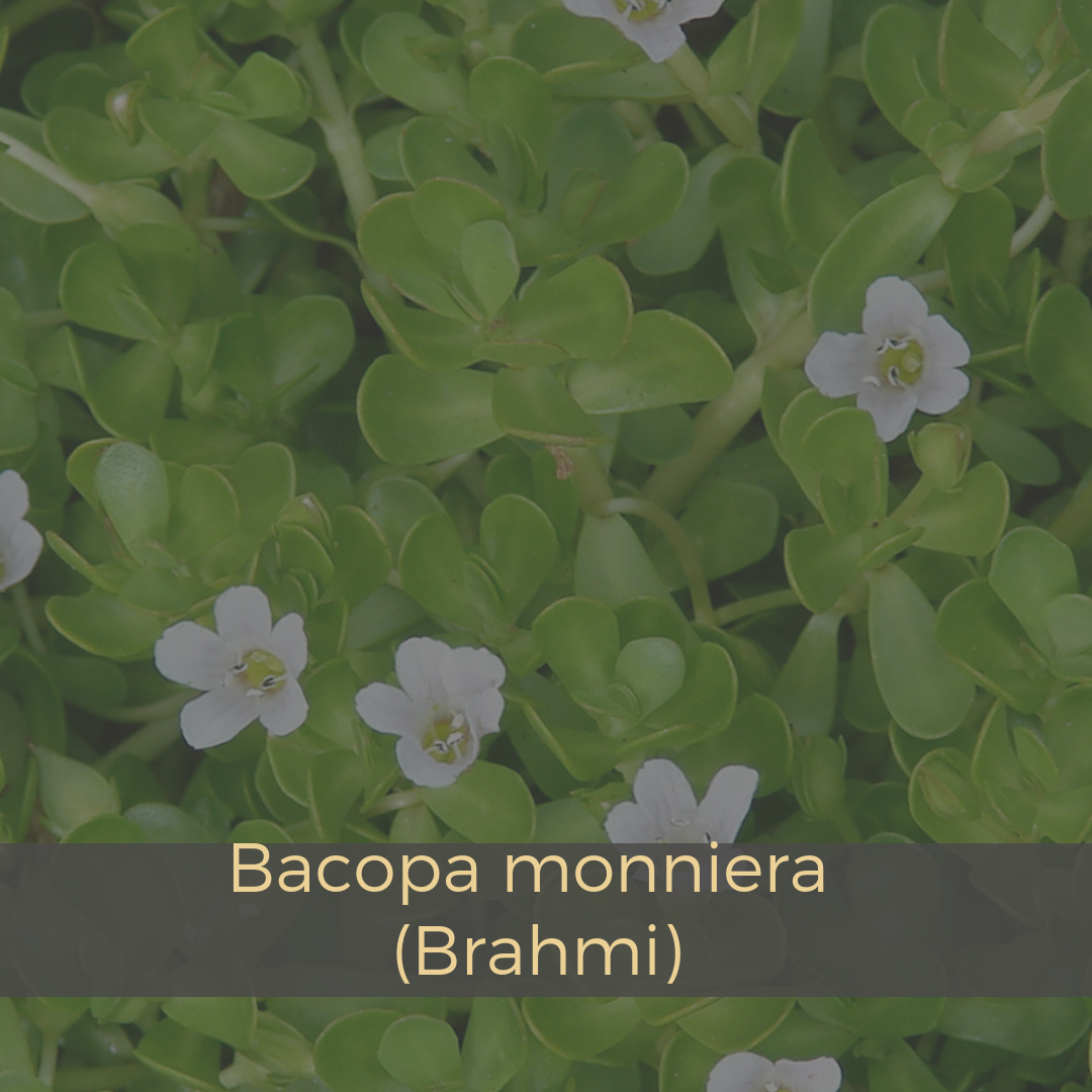 Bacopa monniera (Brahmi).png