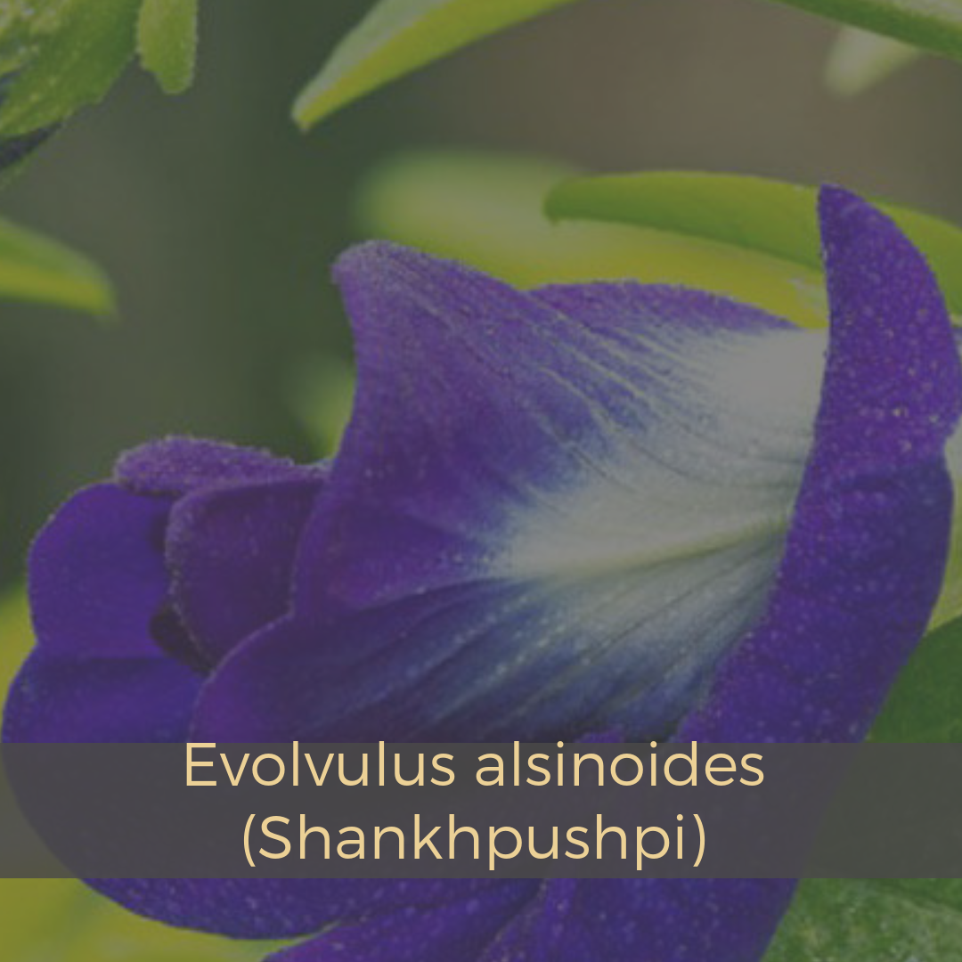 Evolvulus alsinoides (Shankhpushpi).png