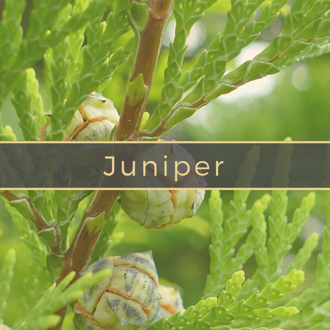 Juniper Gerson Institute of Ayurvedic Medicine.png