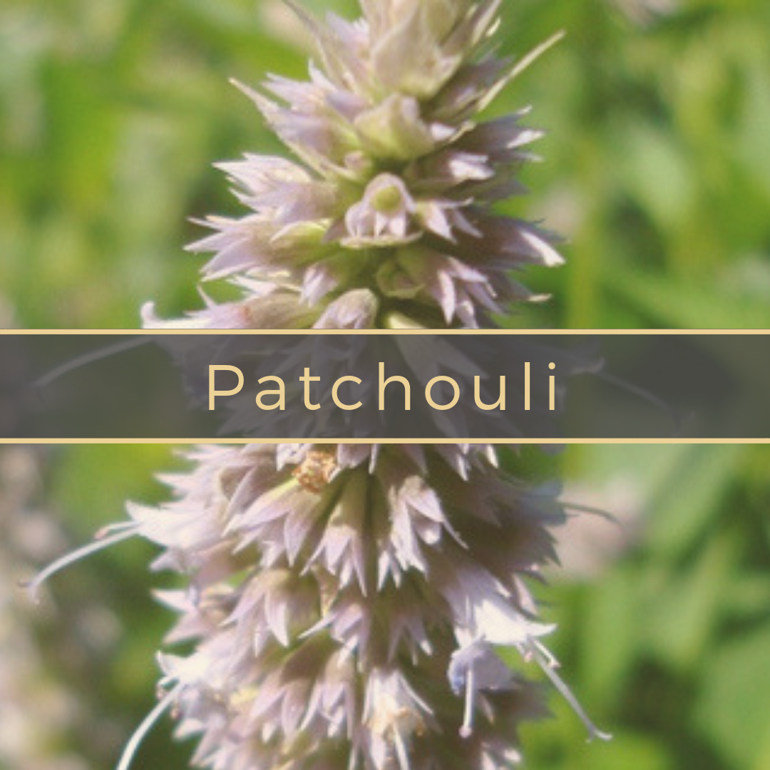 patchouli Gerson Institute of Ayurvedic Medicine.png