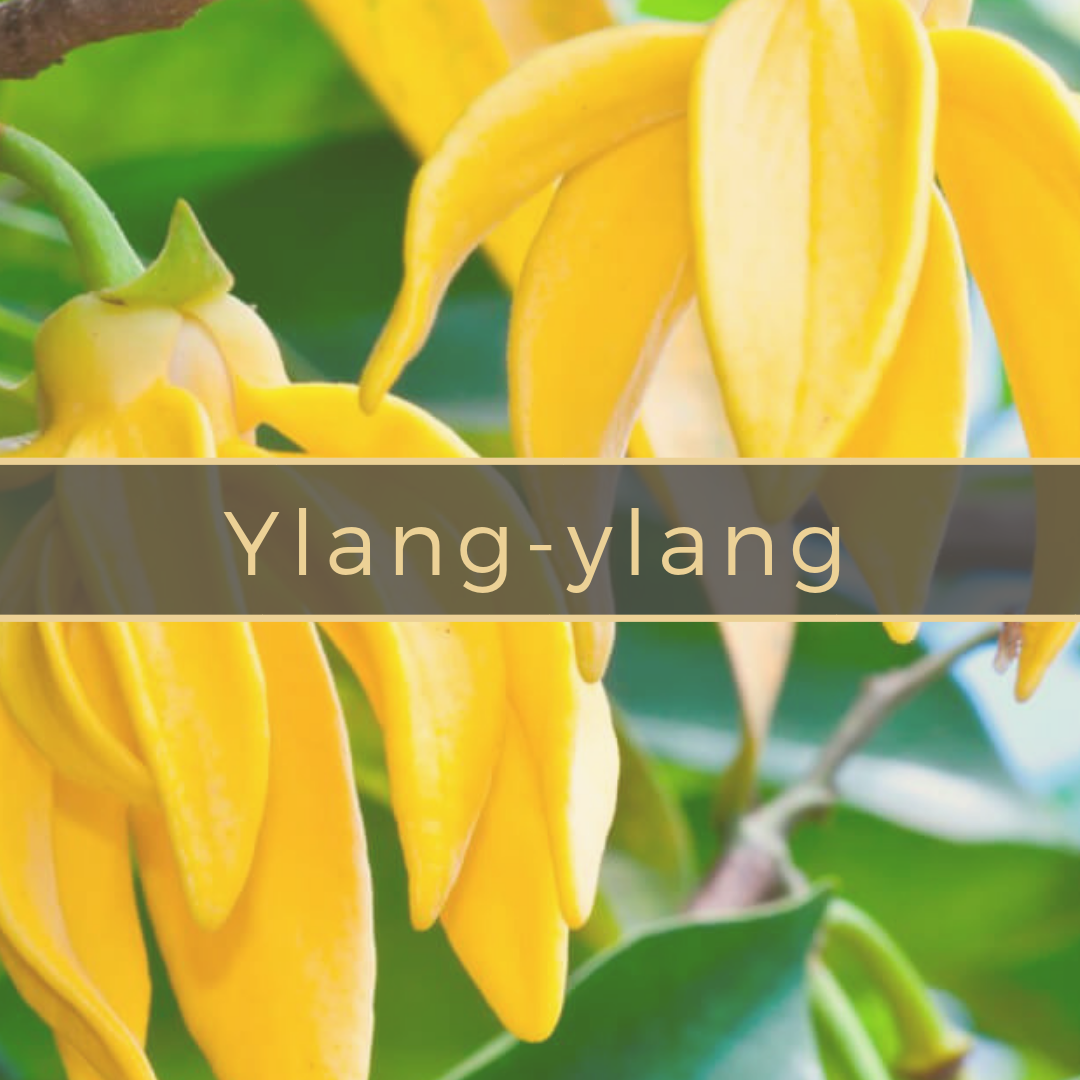 ylang-ylang Gerson Institute of Ayurvedic Medicine.png
