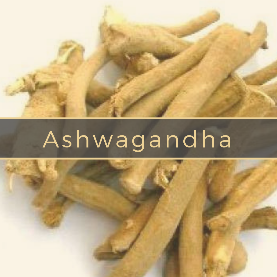 ashwagandha Gerson Institute of Ayurvedic Medicine (1).png