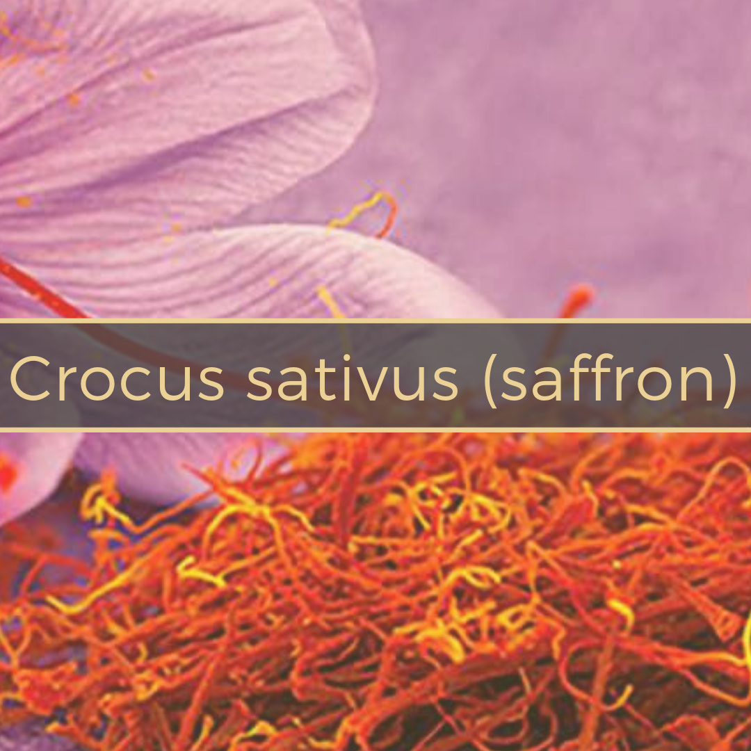 crocus sativus (saffron) Gerson Institute of Ayurvedic Medicine (3).png