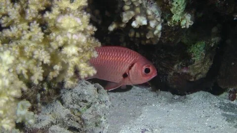 The pinecone soldierfish Myripristis murdjan may pass COVID-19 from bats to us.