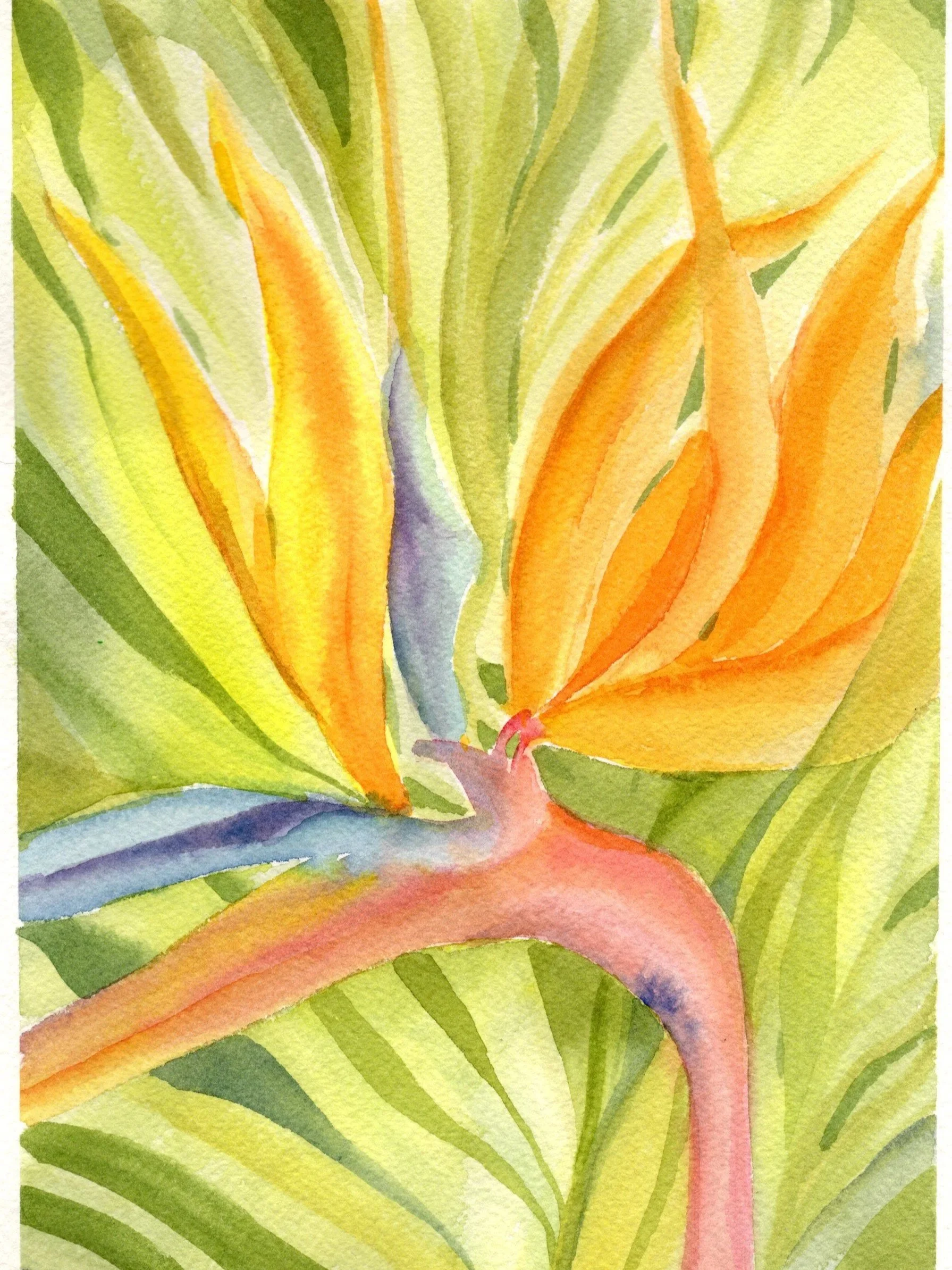 Bird+of+paradise_20260322_lowres.jpg