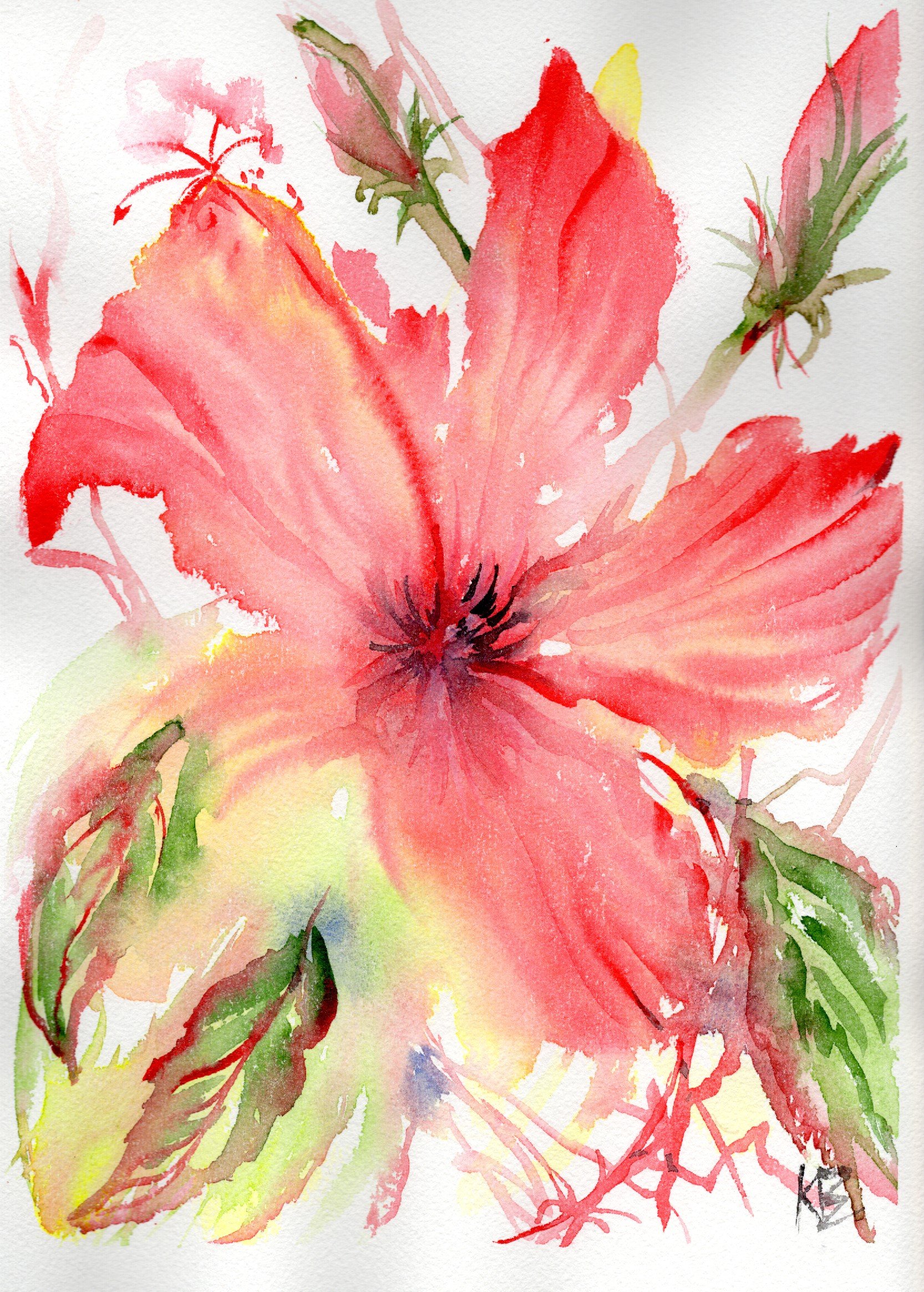 chinesehibiscus_20260321_lowres.jpeg