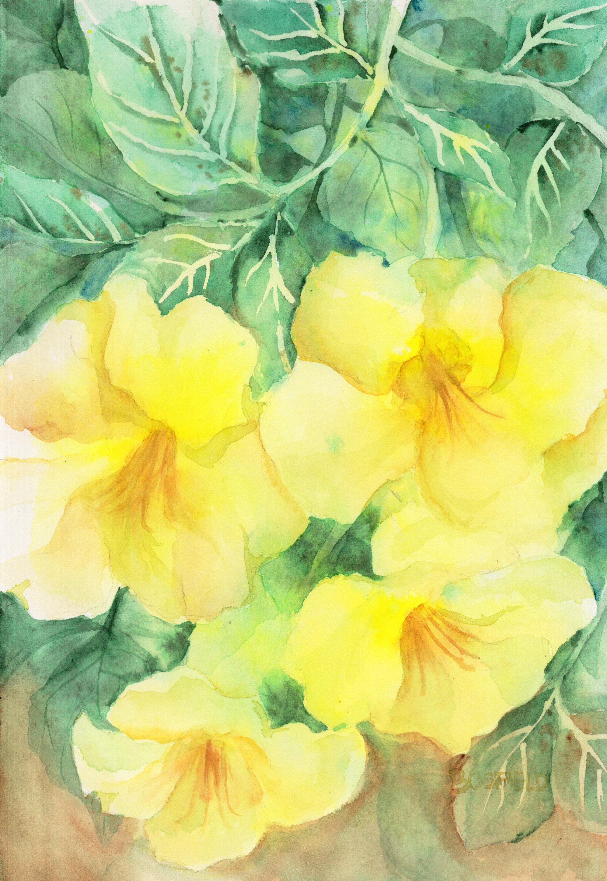 yellow elder_20260321_lowres.jpeg