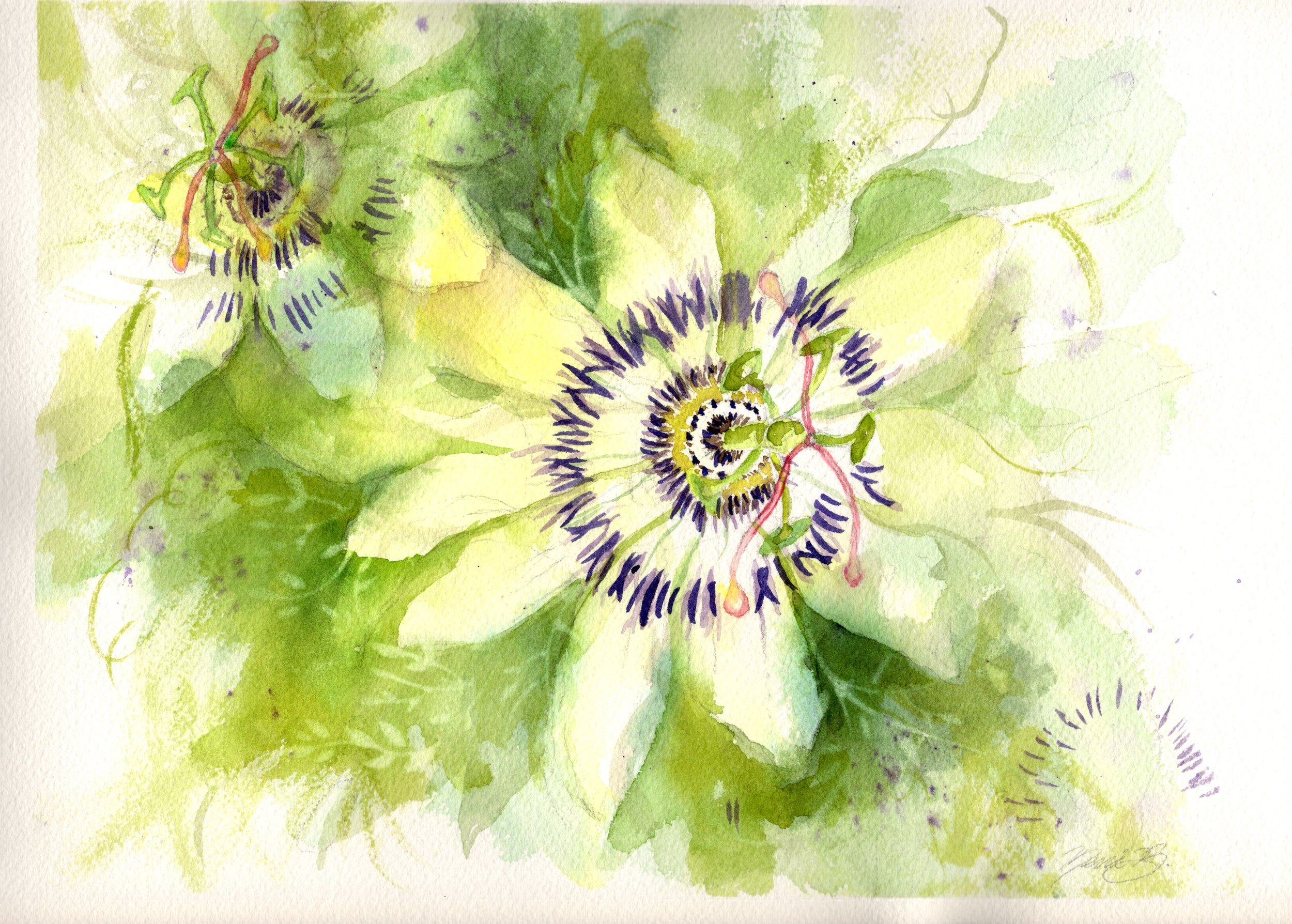 passionfruit_20260321_0001_lowres.jpeg