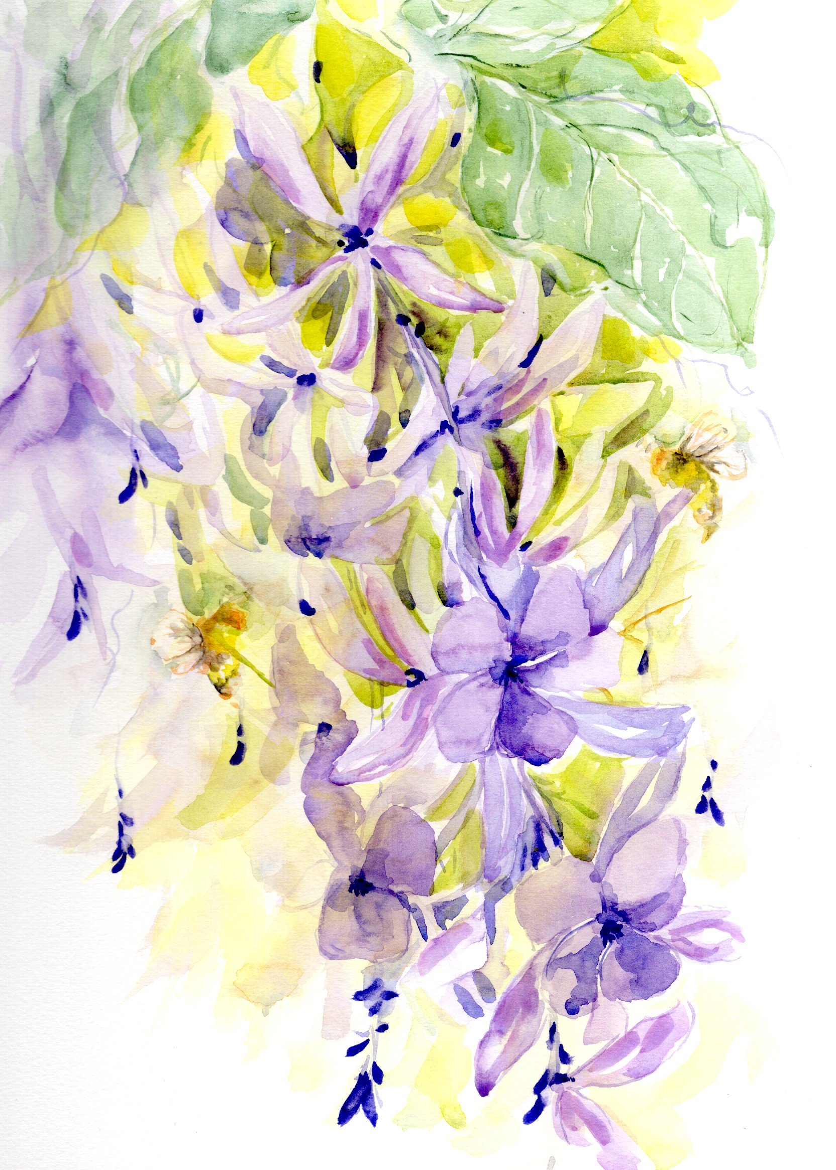 petreaandbees_20260321_0001_lowres.jpeg