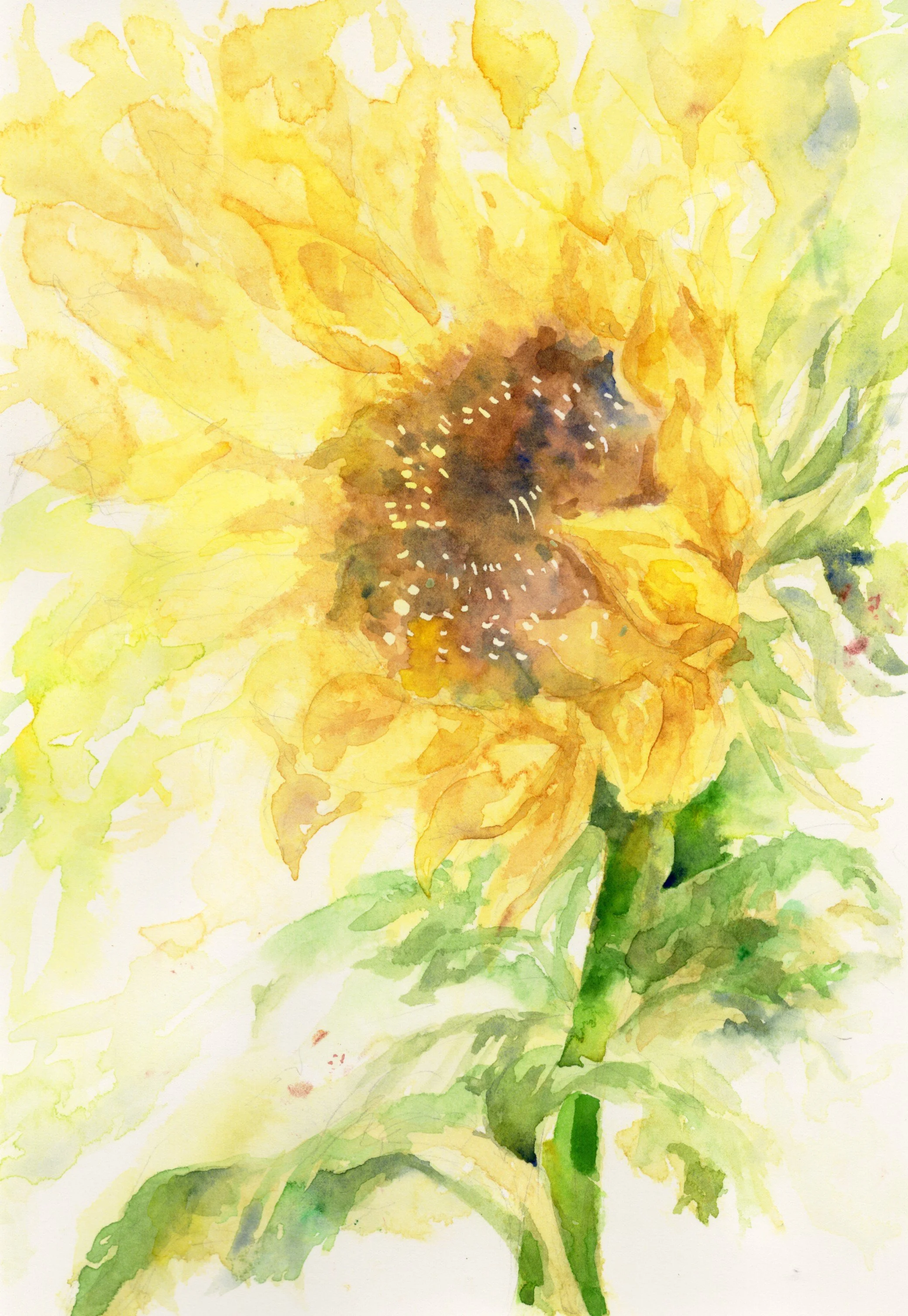 Sunflower_20260321_lowres.jpeg