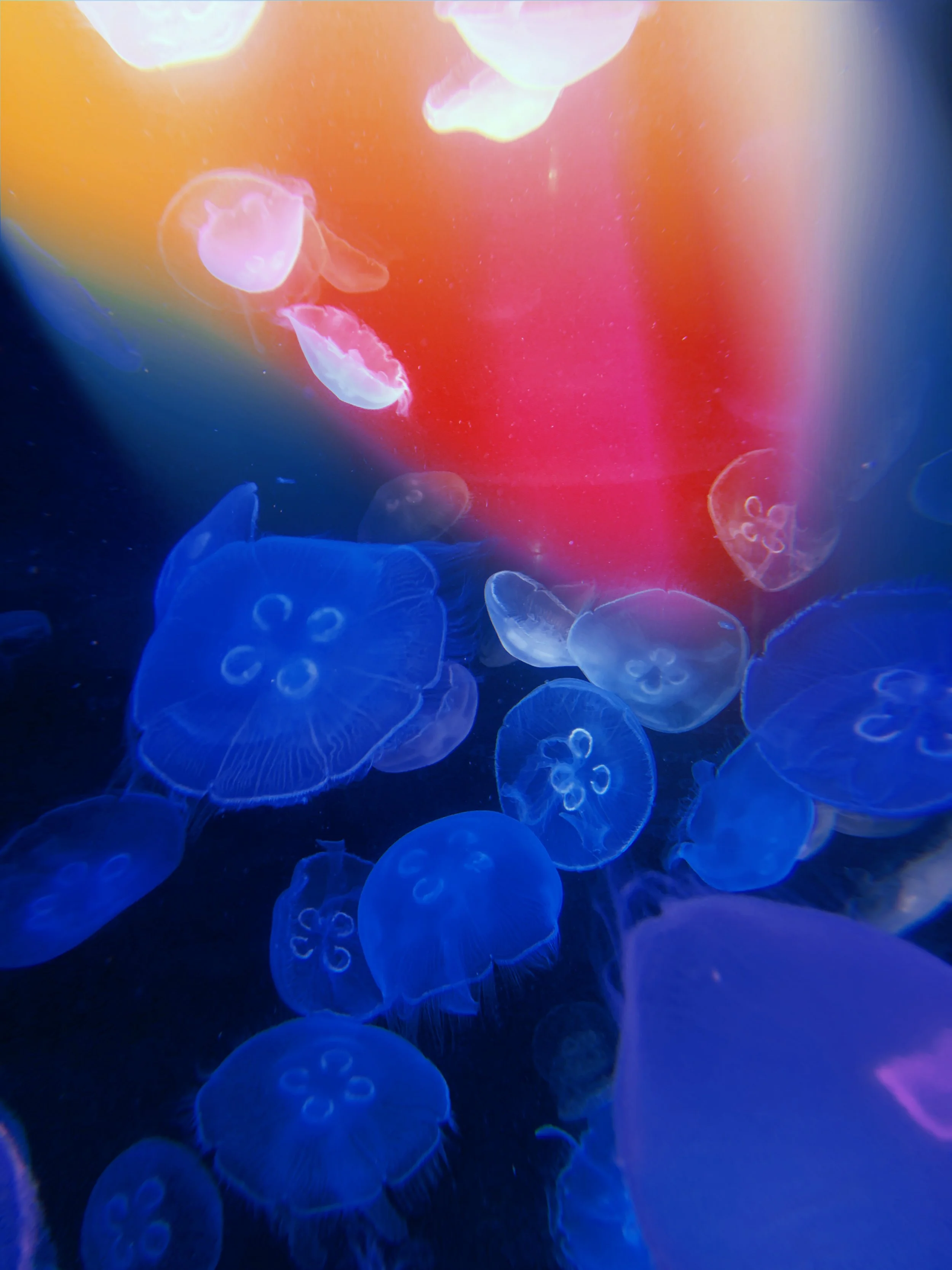 2021-01-10 13:16:07.043.jpeg