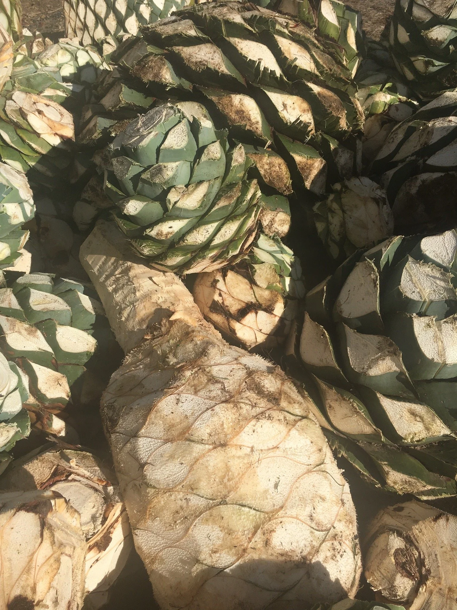 Beyond the Bottle | Wild Common Mezcal 