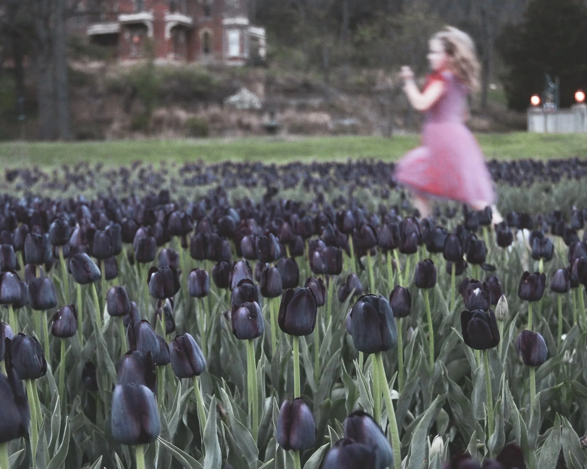 A young girl running through a field of dark purple tulips with a house and trees in the background.