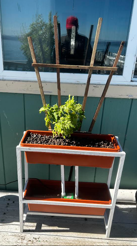 Intensive 2 week course in Hydroponics/Hydroponics