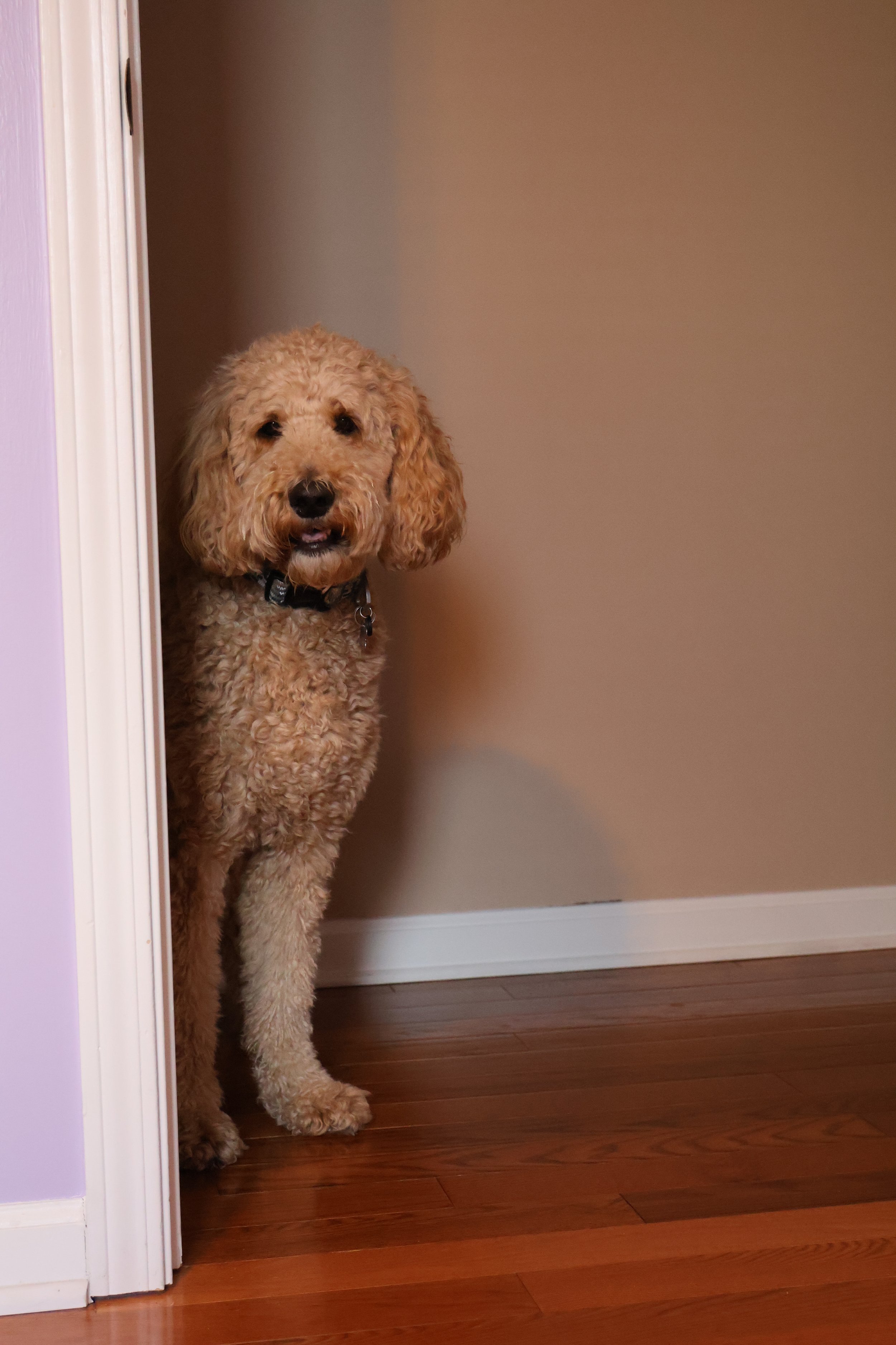 A curly-haired dog peeking from behind a door in a home interior, with a hardwood floor and beige wall.