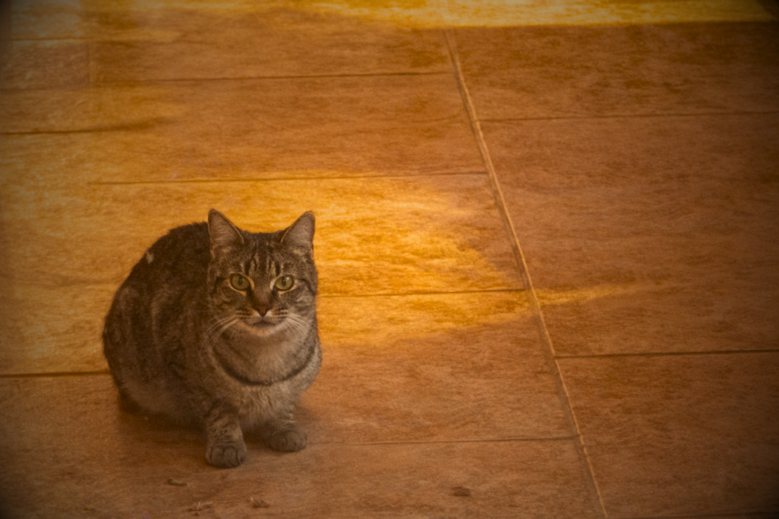 Sylvester, sanctuary cat at Natura Holistic in Oklahoma, in a calm and peaceful outdoor setting.