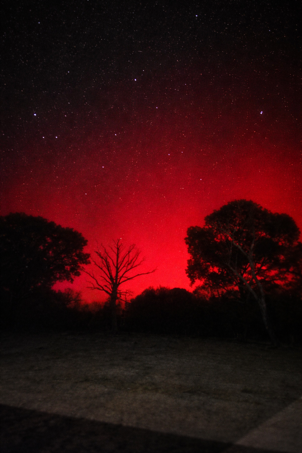Night sky filled with stars, red horizon glow behind silhouetted trees, some trees barren and others leafy.