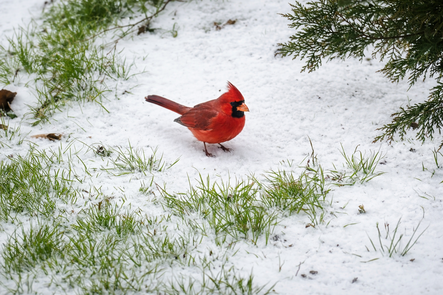Northern cardinal standing on snow at Natura Holistic Sanctuary in Oklahoma.