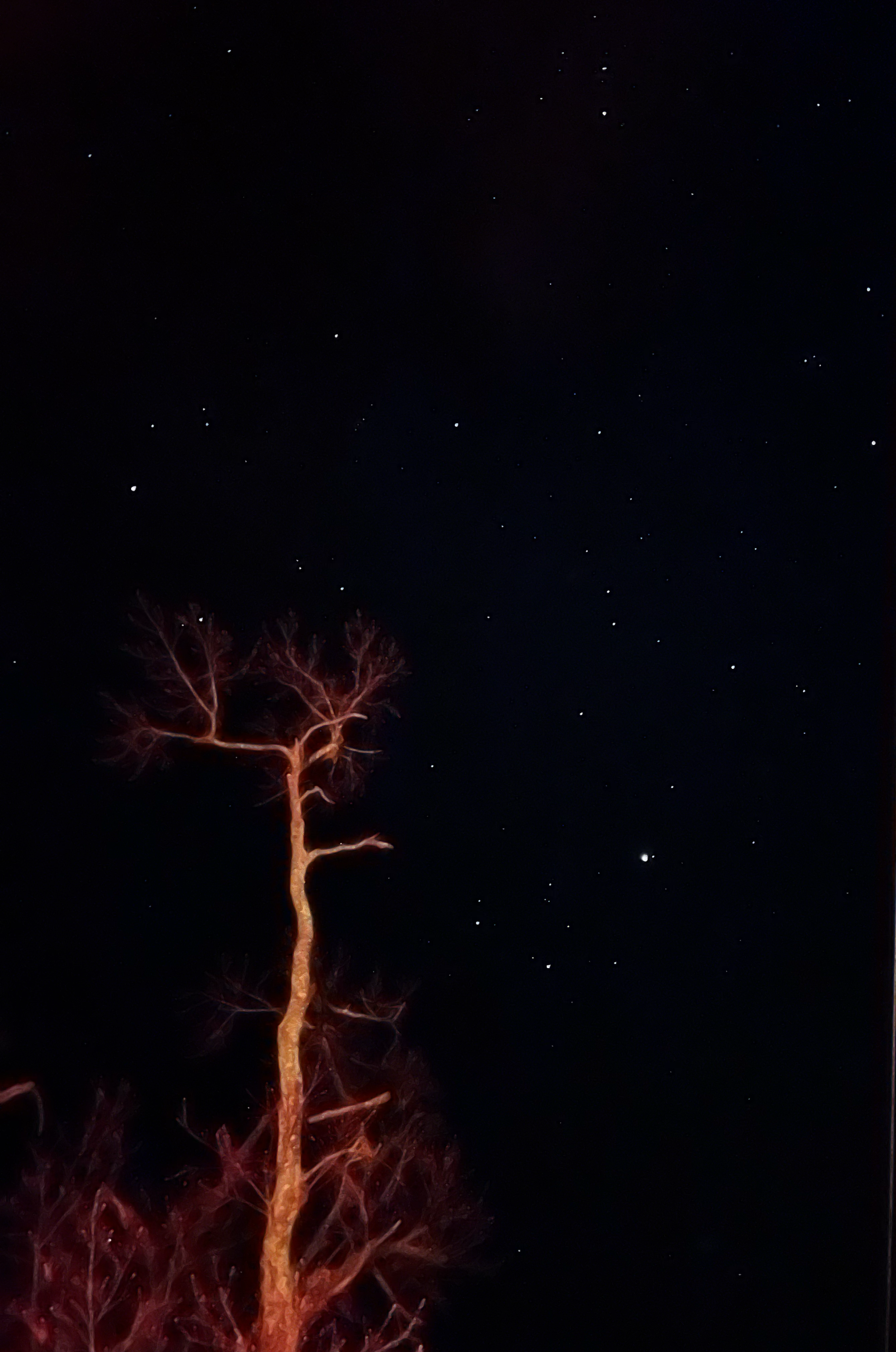 Night sky with stars and a tall, leafless tree illuminated with red light.