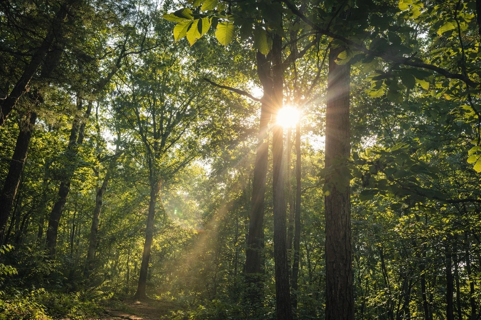 Sunlight filtering through trees in the Natura Holistic forest sanctuary in Oklahoma