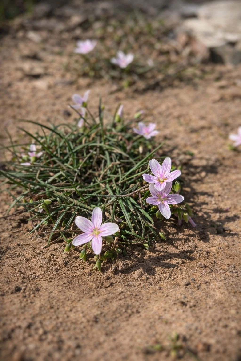 Delicate Spring Beauty wildflowers growing naturally at Natura Holistic Sanctuary in Oklahoma.