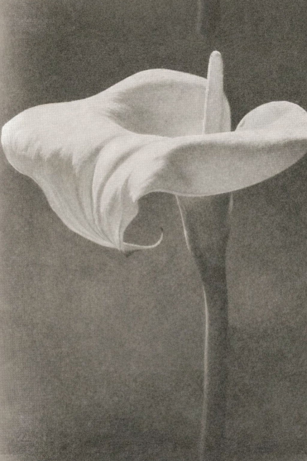 Restoring Husbands to Leadership Anointed for This Time