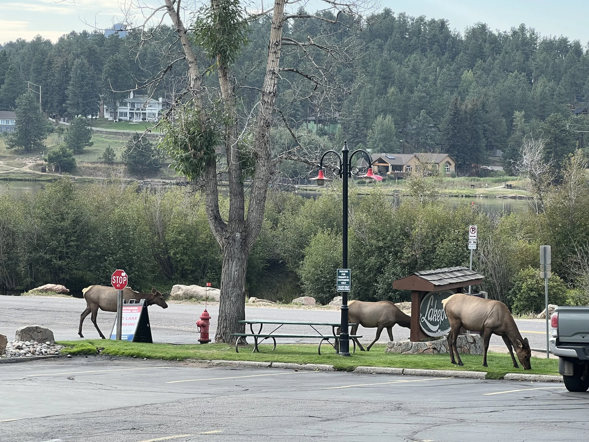 Three moose near a parking lot; one moose is walking past a stop sign, two are grazing near a park sign that says Lake. Background features trees, bushes, houses, and a lake under cloudy sky.