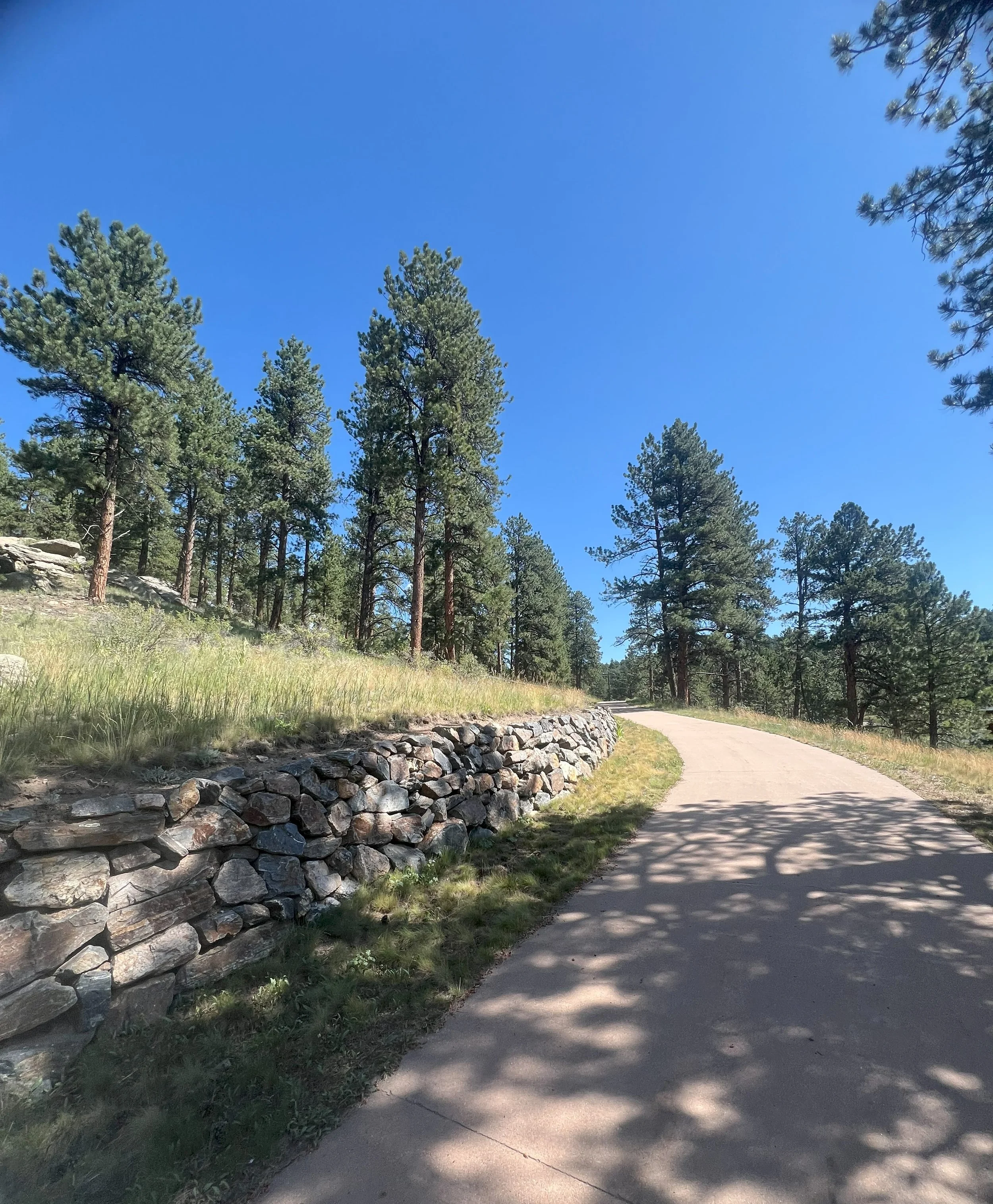 A winding concrete path through a forested area with tall pine trees, a stone wall on the left, and a clear blue sky above.